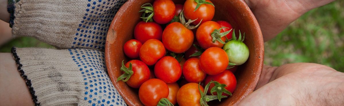 basket of cherry tomatoes image